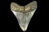 Fossil Megalodon Tooth - North Carolina #109549-2